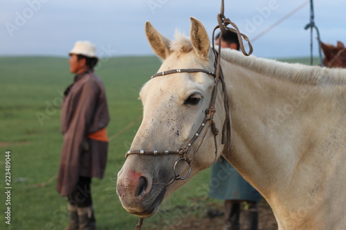 Mongolian horse and herder