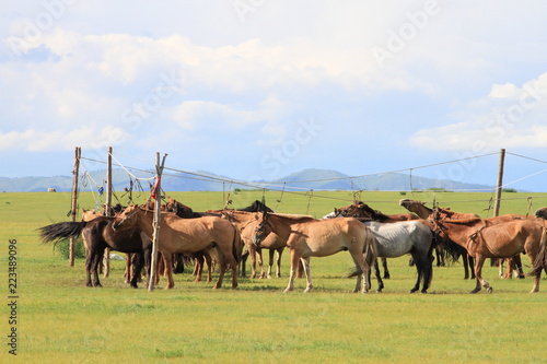 Mongolian horses on line
