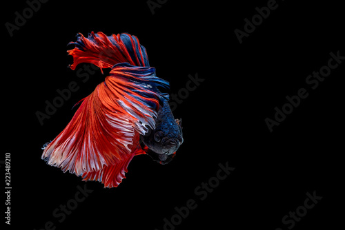 Capture the moving moment beautiful multicolor tail of Siamese Betta Fish in thailand,Movement of Siamese fighting fish isolated on black background,Blue and red Half moon betta,Thailand