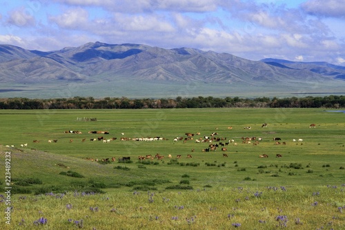 Mongolian landscape with herds in valley