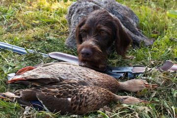 Papier peint photo Chasser Braque allemand et trophée de chasse  © rodimovpavel
