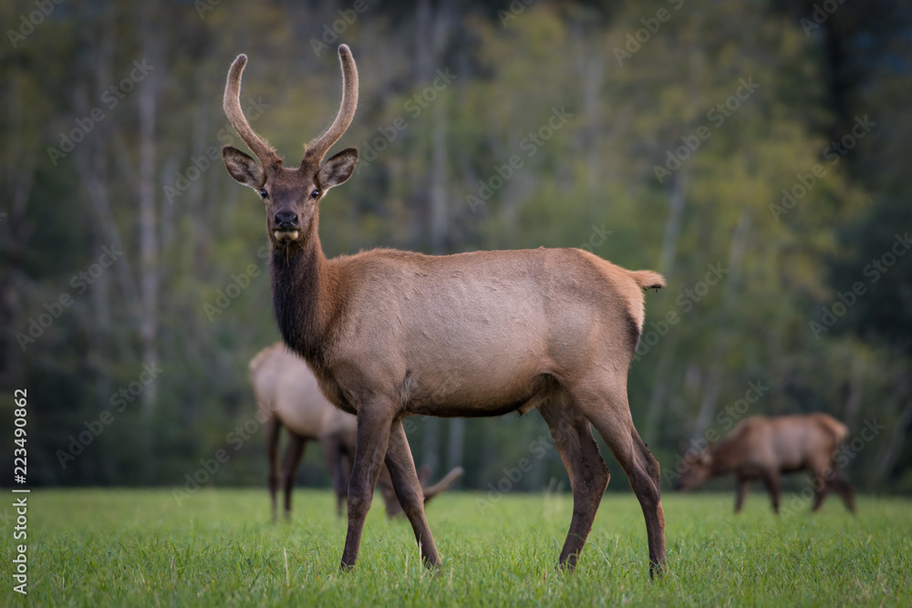 Elk in Field Elk in Field