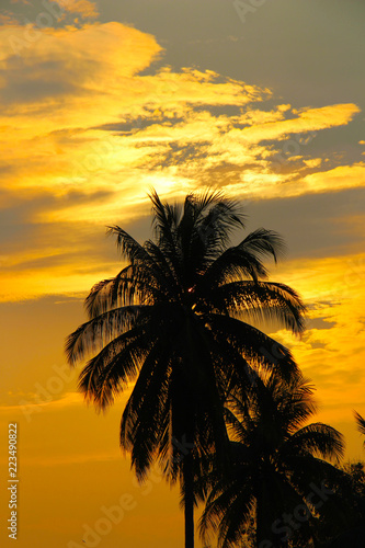 Beautiful yellow sunset and palm silhouette