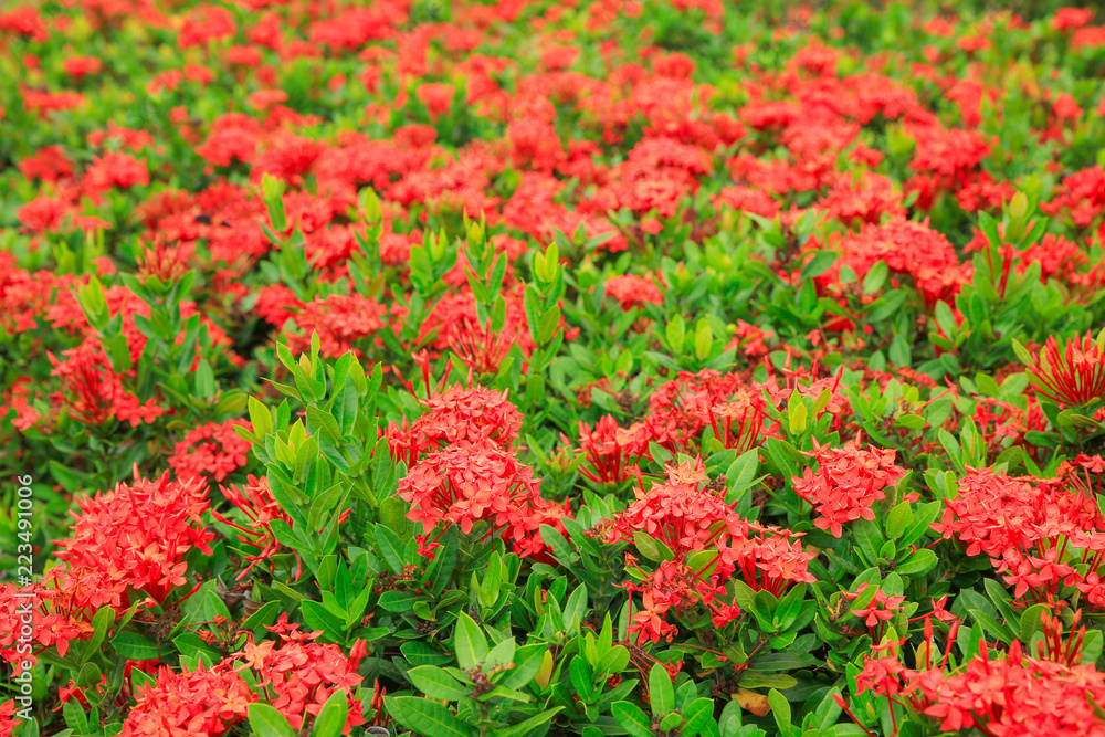 Beautiful red spike flowers blooming and green leaf Beautiful red spike flowers blooming and green leaf