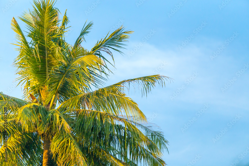 top of coconut tree top of coconut tree