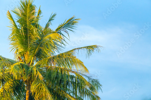 top of coconut tree