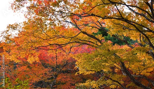 美しいカエデの紅葉、日本の秋の風景