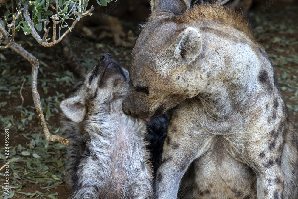 Fototapeta premium hyena cubs