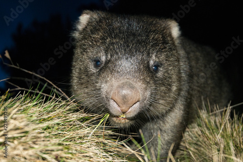 Large Australian wombat found outside at night.