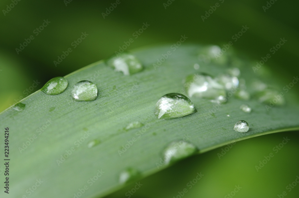 草の葉と雫 草の葉と雫