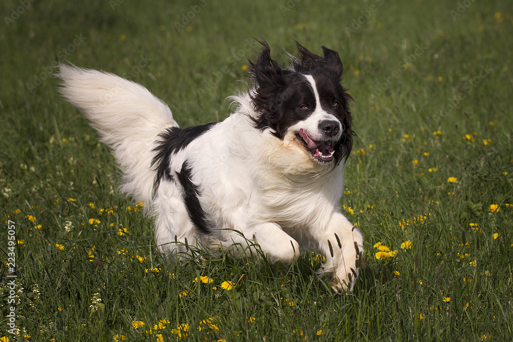 landseer springtime landseer springtime