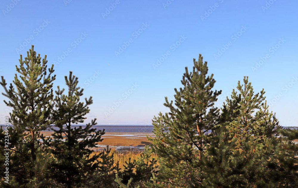 Yagry in Severodvinsk. Unique pine forest. white sea coast. sea tide Yagry in Severodvinsk. Unique pine forest. white sea coast. sea tide