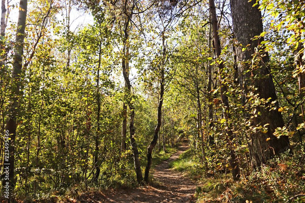 Fototapeta premium Yagry in Severodvinsk. Unique pine forest. white sea coast