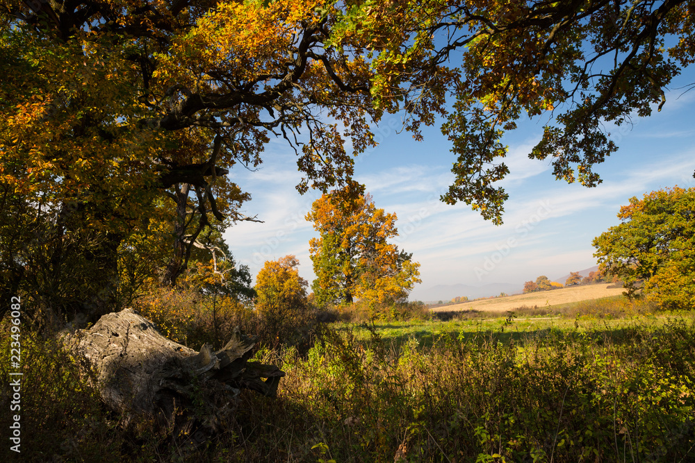 old pasture