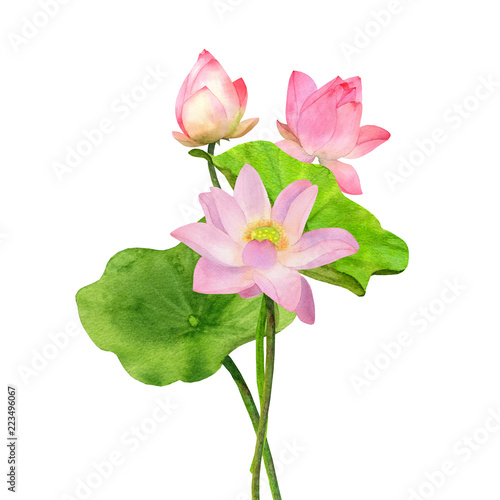 Watercolor Pink Lotus Flower and Leaves with bud Bouquet. Hand Painting Illustration isolated on white background.