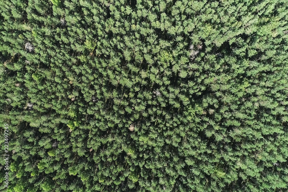 Summer warm sun light forest aerial view. Flying over the forest from above. Top view. Summer warm sun light forest aerial view. Flying over the forest from above. Top view.