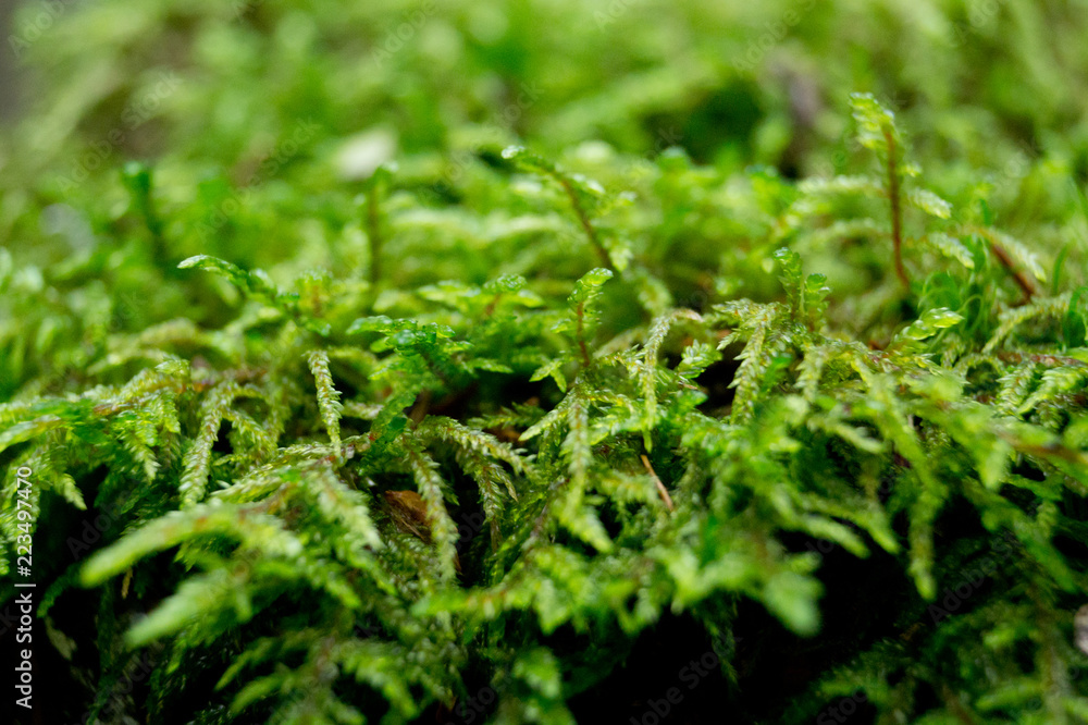 moss close up in the forest moss close up in the forest