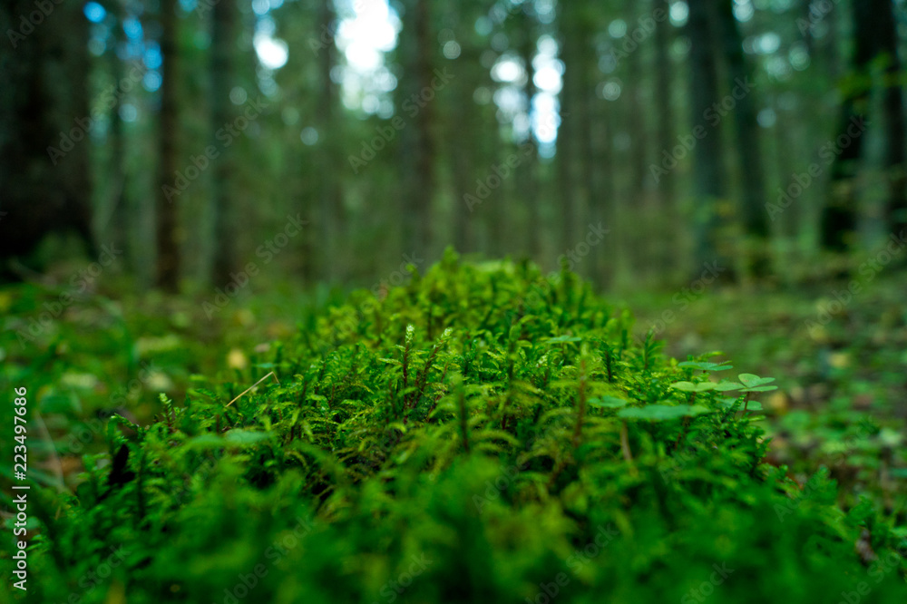 moss growing on a tree in the forest moss growing on a tree in the forest