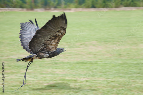 Black-chested buzzard-eagle (Geranoaetus melanoleucus) in flight