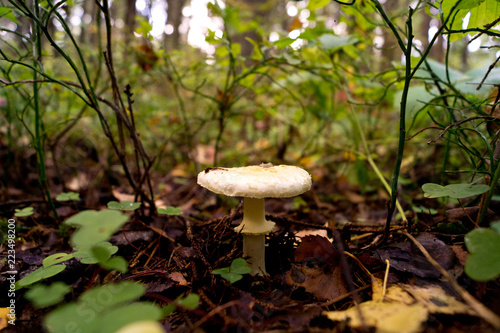 mushroom growing in the forest