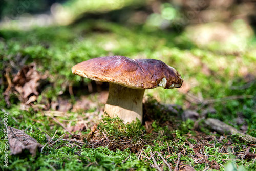 Edible mushroom - boleti i forest
