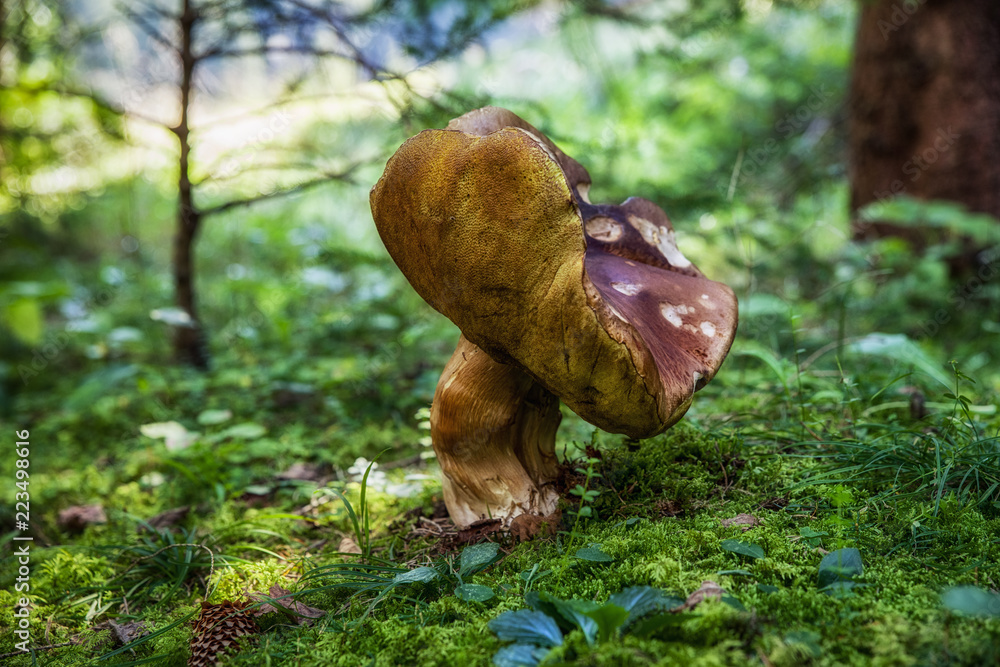 Big boleti in forest. Edible mushroom Big boleti in forest. Edible mushroom