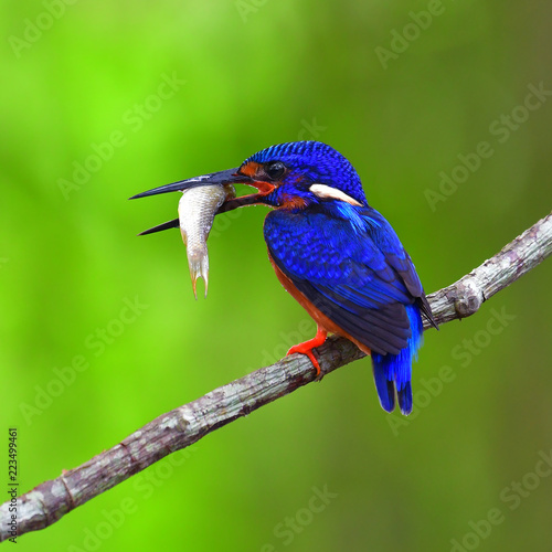 Blue-eared Kingfisher bird