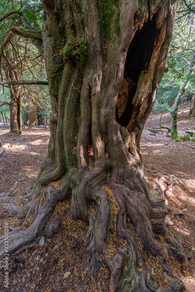 Yew-tree trunk of Tejeda de Tosande forest, Palencia province, Spain Yew-tree trunk of Tejeda de Tosande forest, Palencia province, Spain