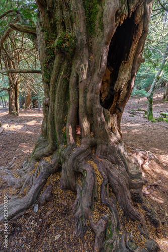 Yew-tree trunk of Tejeda de Tosande forest, Palencia province, Spain