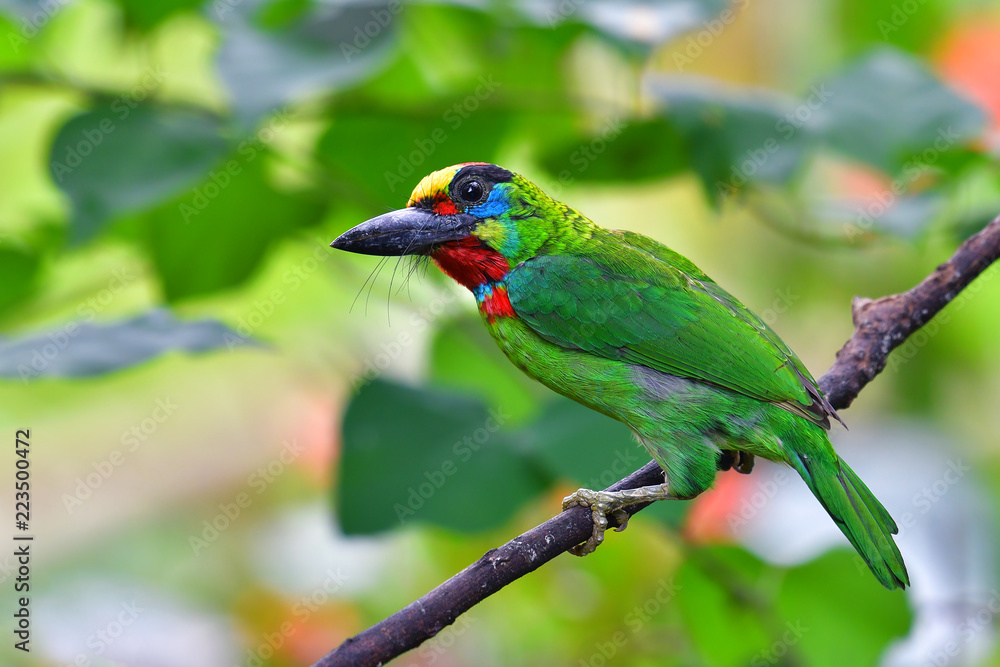 Red-throated Barbet bird Red-throated Barbet bird