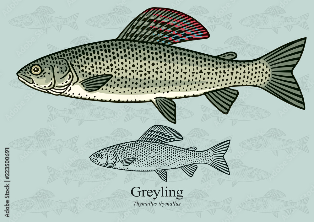Obraz premium Greyling. Vector illustration with refined details and optimized stroke that allows the image to be used in small sizes (in packaging design, decoration, educational graphics, etc.)
