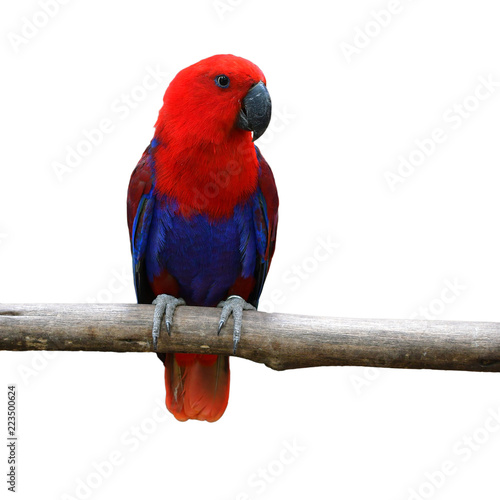 red parrot bird