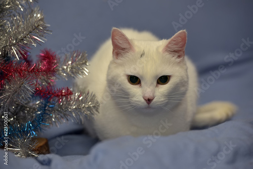 white albino cat on a blue background photo