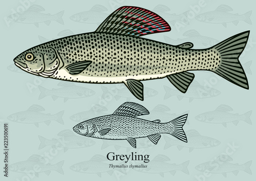 Greyling. Vector illustration with refined details and optimized stroke that allows the image to be used in small sizes (in packaging design, decoration, educational graphics, etc.) photo