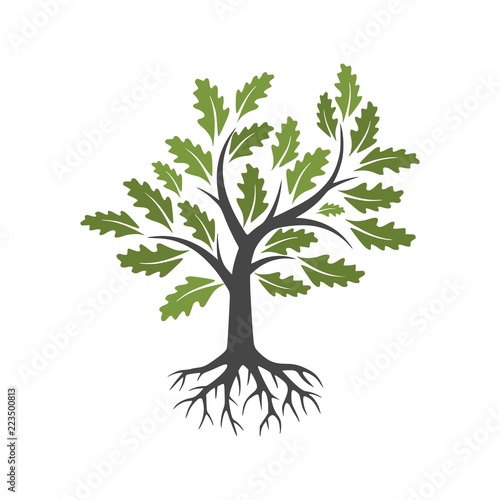 Tree and root icon