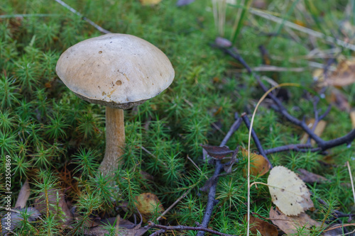 Frontal view of the mushroom podberezovik among the grass in the rays of the autumn sun