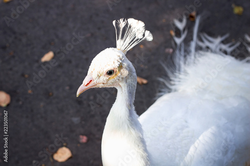 Close-up of white bird peafowl peahen with feather crown