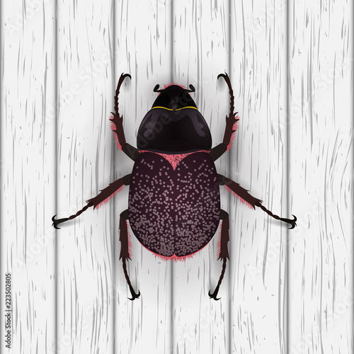Vector realistic illustration of rhinoceros beetle, or Oryctes nasicornis. Realistic Insect on wooden background
