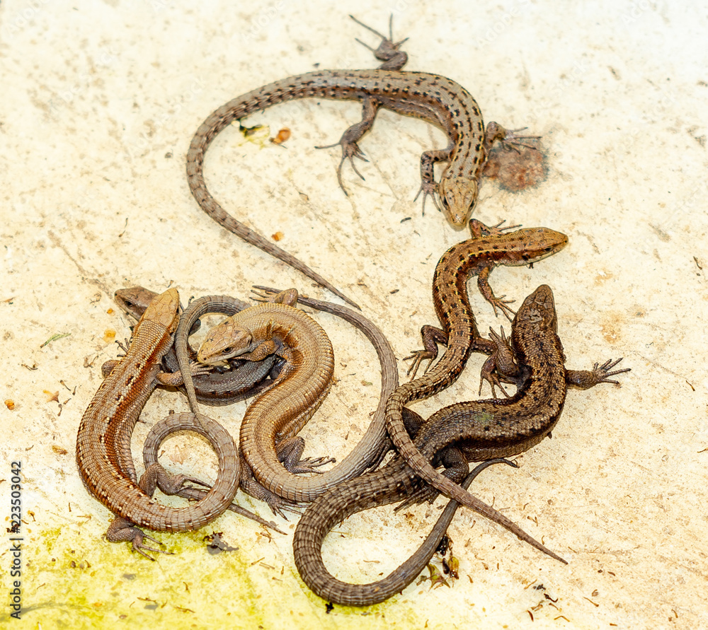 Obraz premium sergiev posad. a lot of lizard. Nature of moscow region summer 2018