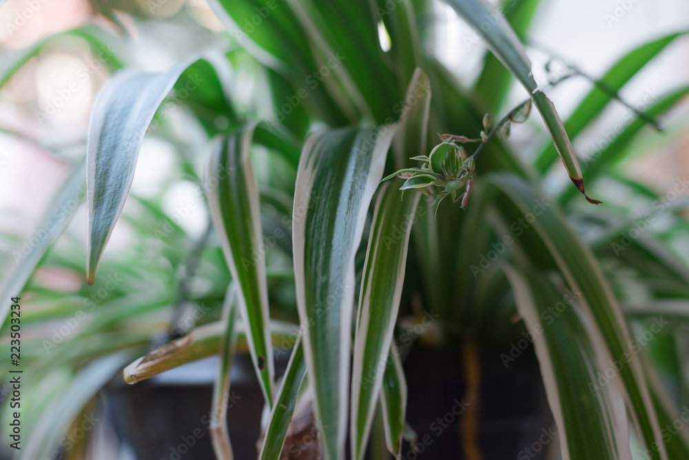 Obraz premium Zimmerpflanze 