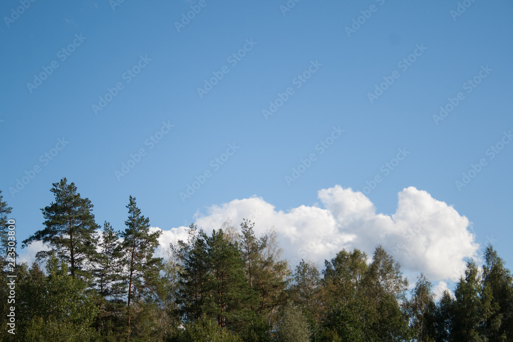 Pine trees forest tops on blue sky with white big cumulus clouds as summer background