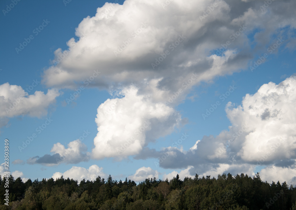 Pine trees forest tops on blue sky with white big cumulus clouds as summer background Pine trees forest tops on blue sky with white big cumulus clouds as summer background