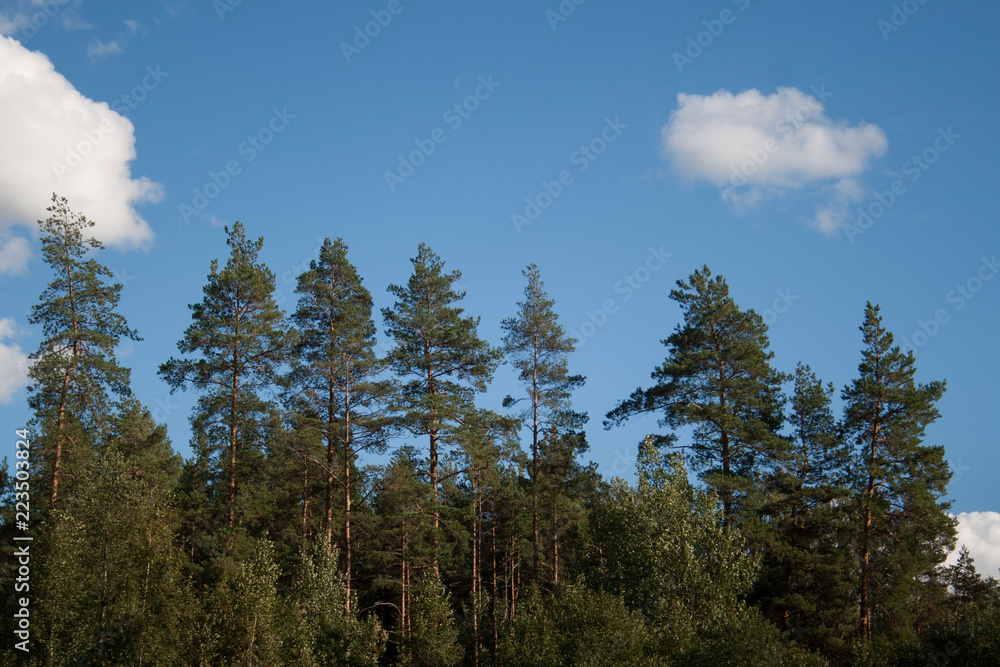 Pine trees forest tops on blue sky with white big cumulus clouds as summer background Pine trees forest tops on blue sky with white big cumulus clouds as summer background