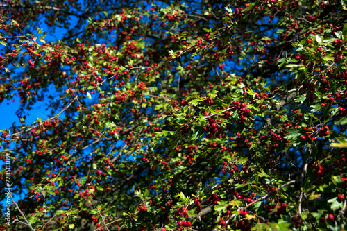 Autumn forest glade. Hawthorn in the autumn forest