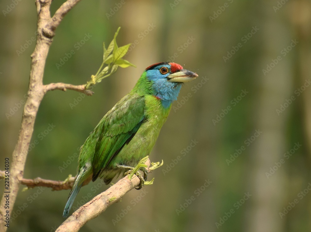 Blue-throated Barbet