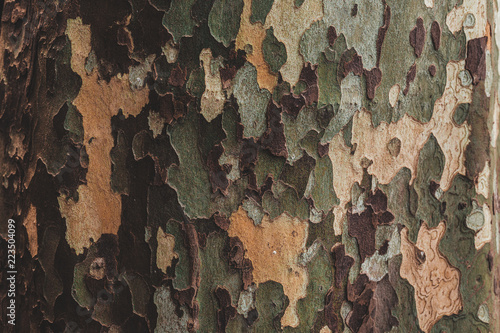 bark sycamore