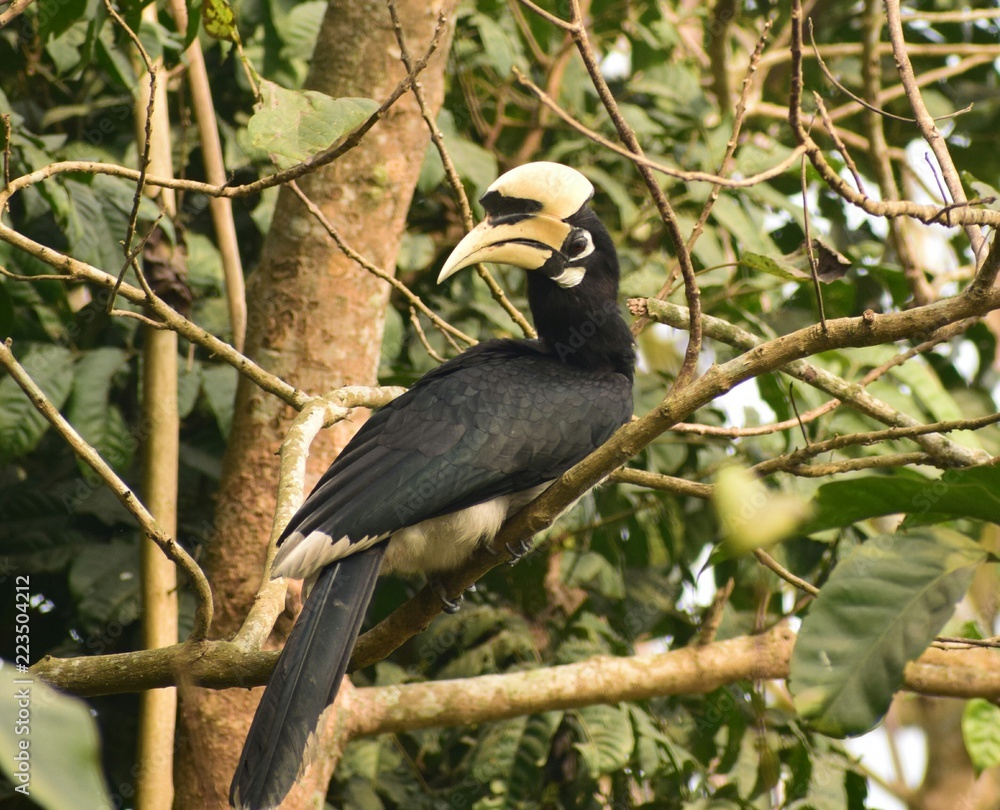 Fototapeta premium The great Hornbill
