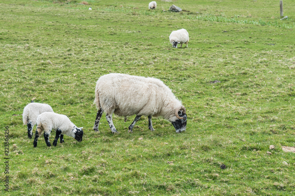 Fototapeta premium Sheep and Lambs eating grass in the scottish highlands with mountain view on a cloudy day