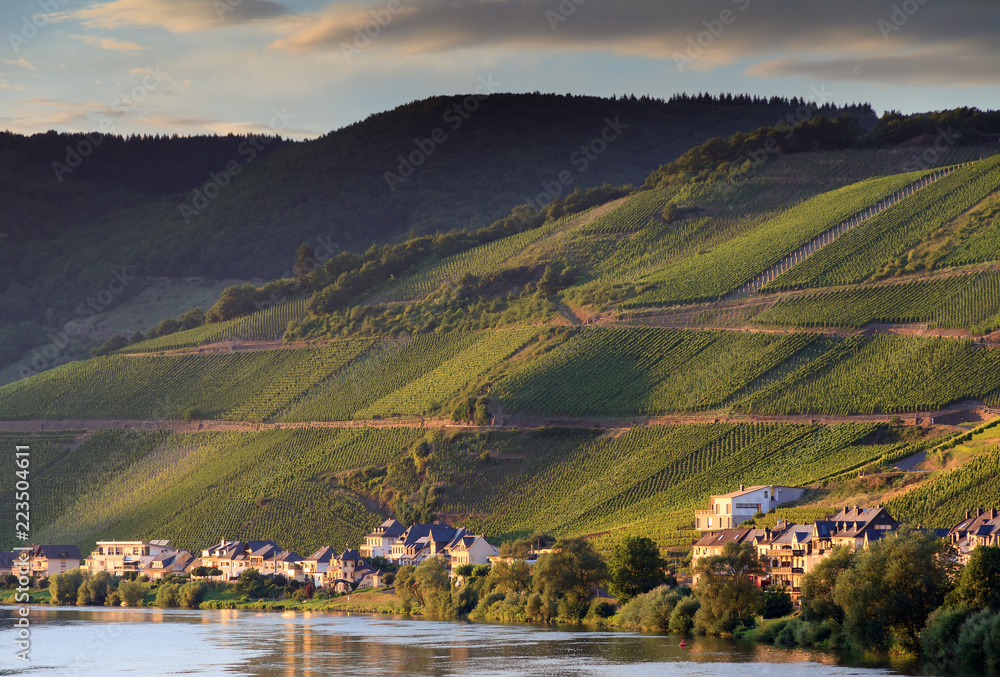 Beautiful afternoon view of the river Moselle at the small wine growing town Zell (an der Mosel) with hills full of grape vines