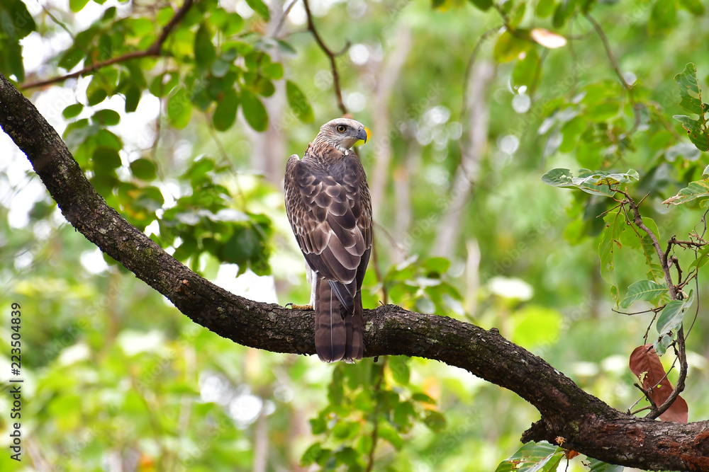 Changeable Hawk Eagle Bird Changeable Hawk Eagle Bird
